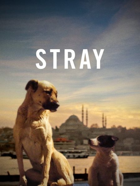 Stray (2020) Türkçe Dublaj izle